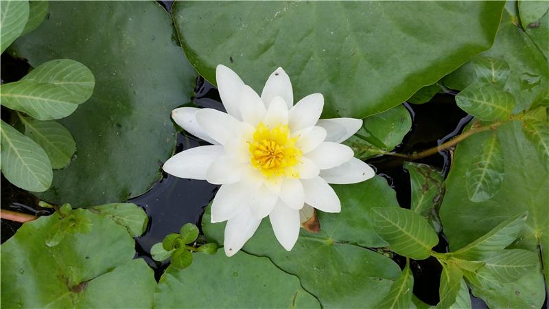 Ninphea Bianca