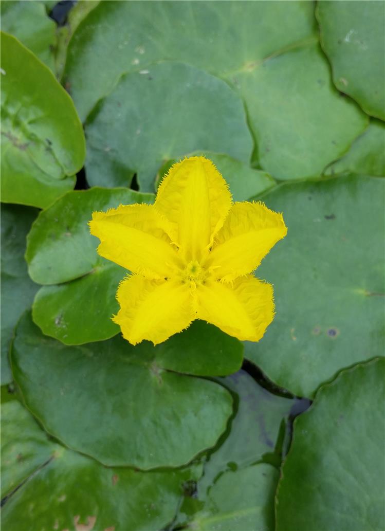 Ninphea Peltata