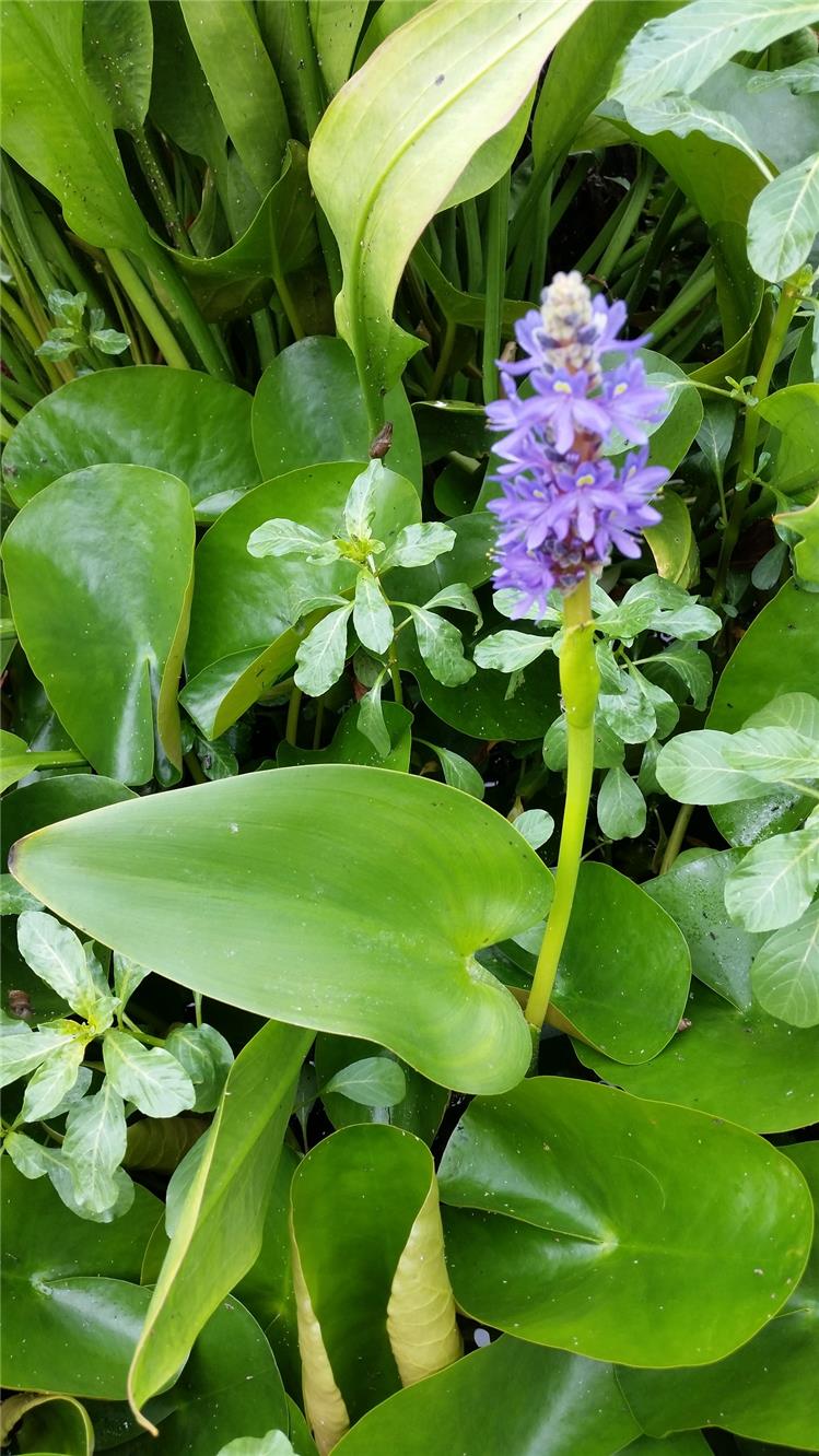Pontederia Cordata, piante acquatiche presso Jumbokoi