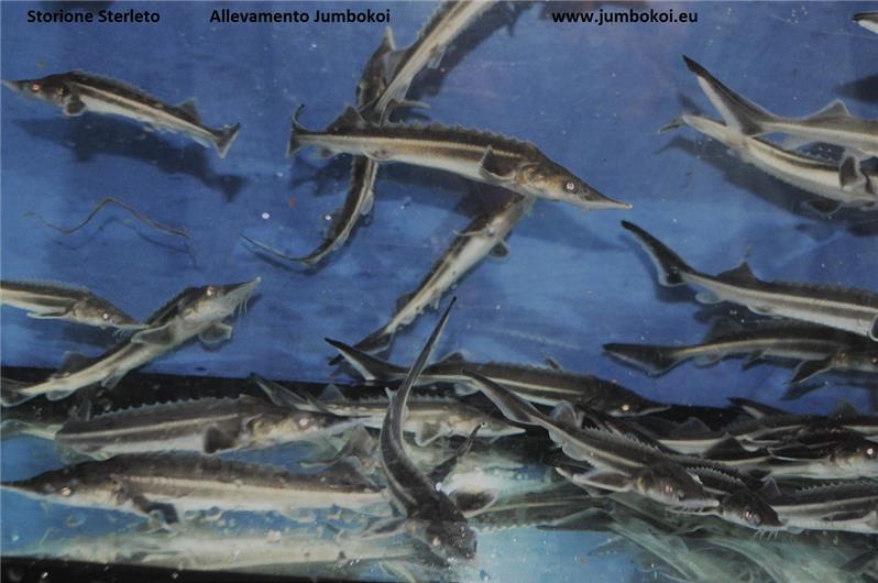 Storione Sterleto Allevamento Jumbokoi