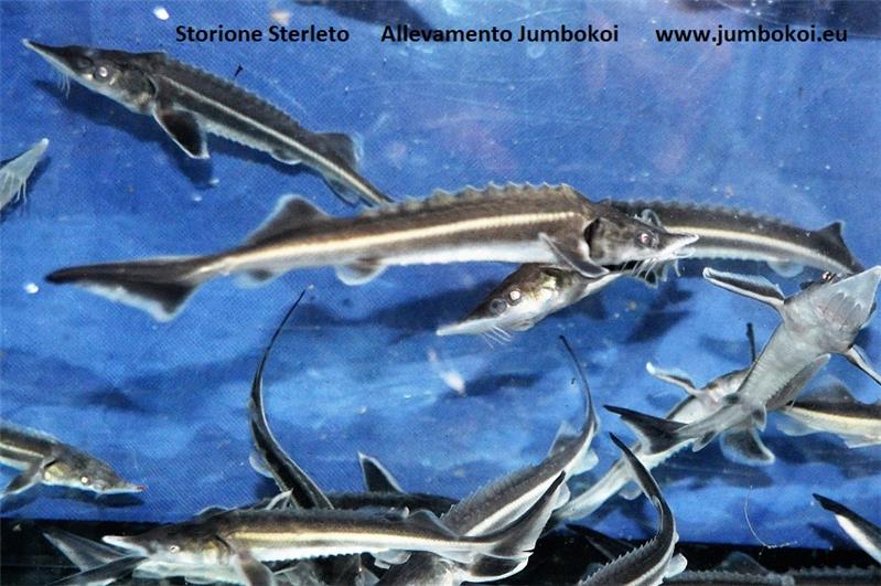 Storione Sterleto Allevamento Jumbokoi