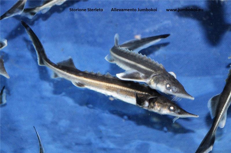 Storione Sterleto Allevamento Jumbokoi