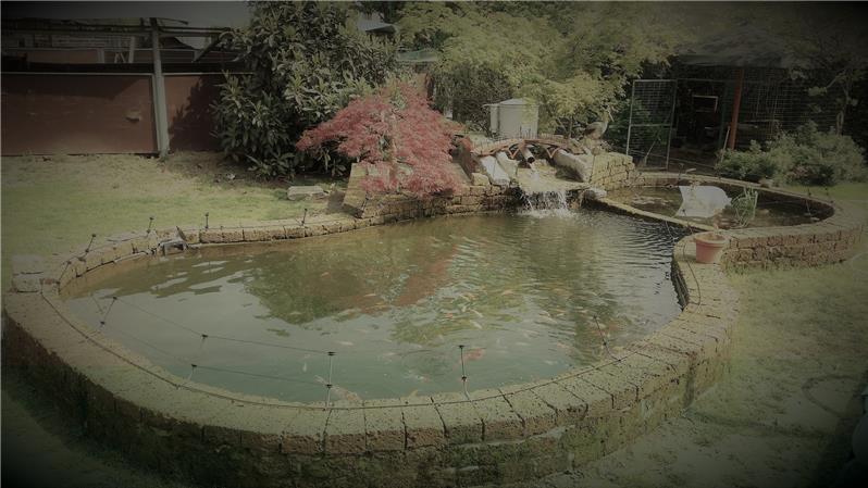 Laghetto realizzato da Jumbokoi a San Mauro
