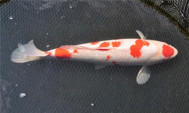 Jumbokoi Kohaku
