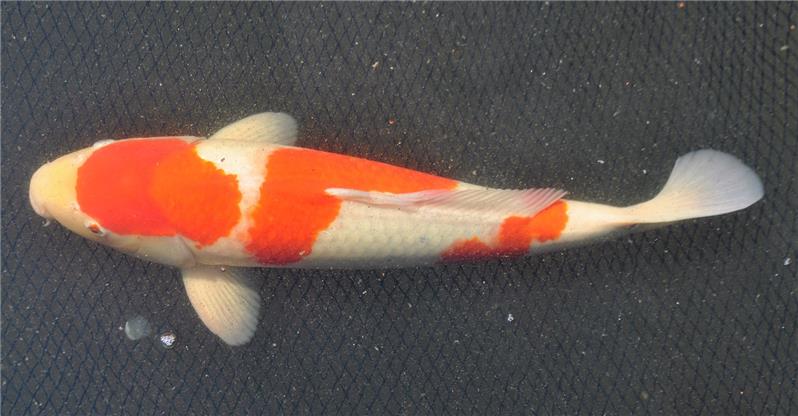 Jumbokoi - Kohaku