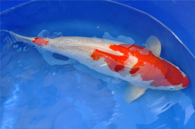 Jumbokoi - Kohaku