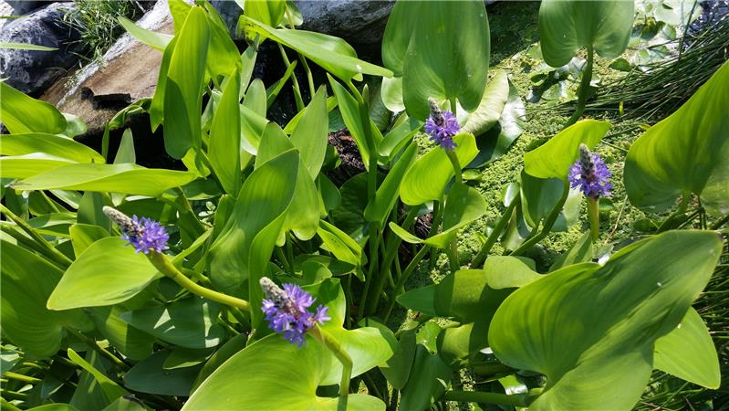 Pontederia Cordata, piante acquatiche presso Jumbokoi