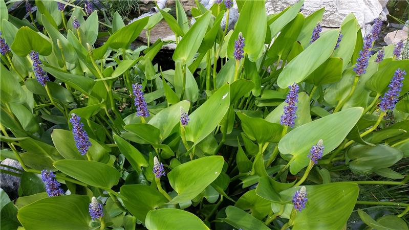 Pontederia Cordata, piante acquatiche presso Jumbokoi