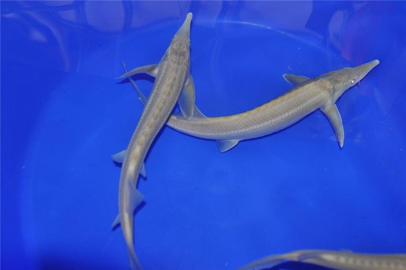 Storione Siberiano albino presso Jumbokoi