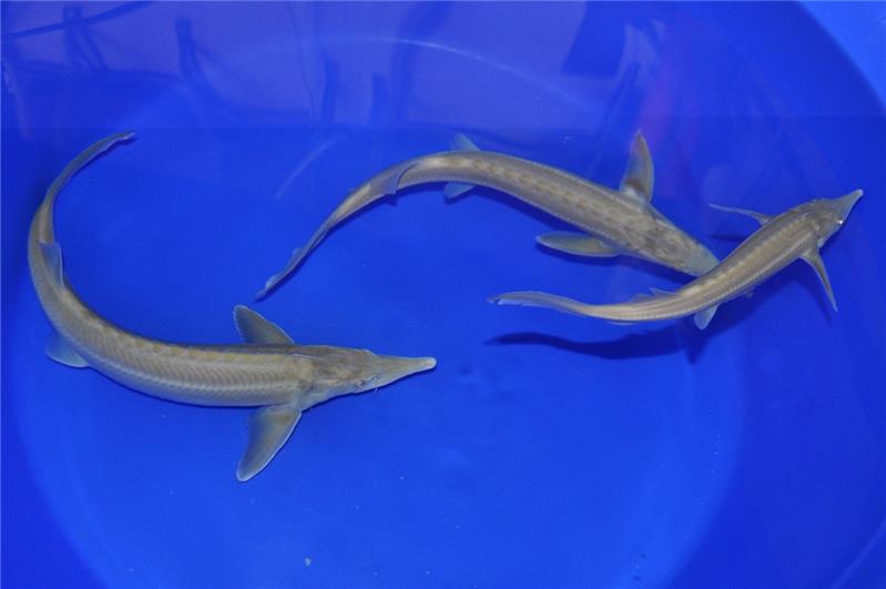 Storione Siberiano albino presso Jumbokoi