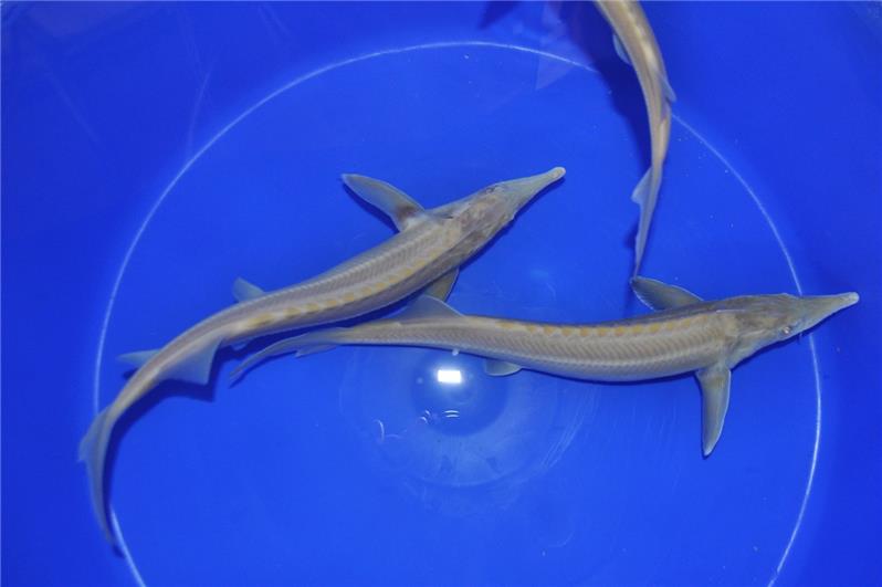 Storione Siberiano albino presso Jumbokoi