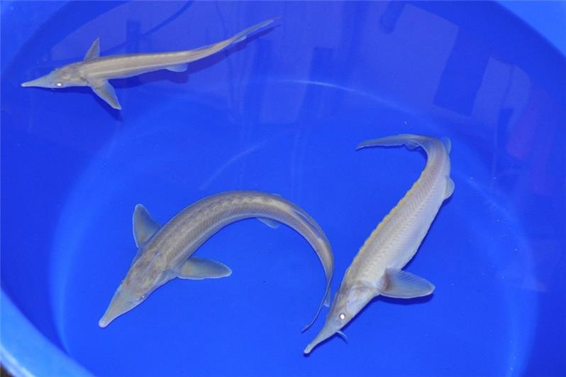 Storione Siberiano albino presso Jumbokoi