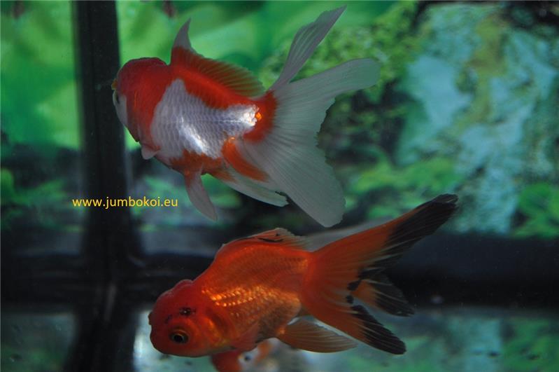Oranda presso allevamento Jumbokoi Casalgrasso (CN)