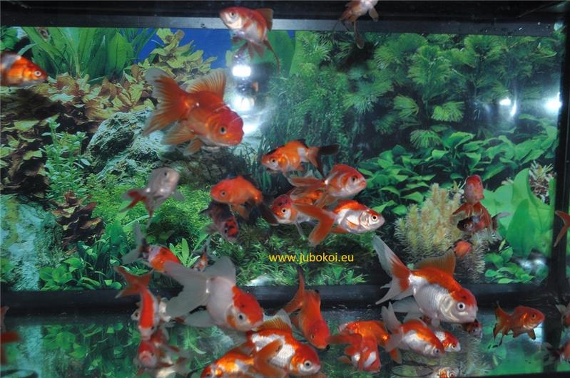Oranda presso allevamento Jumbokoi Casalgrasso (CN)
