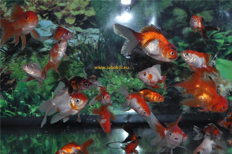 Oranda presso allevamento Jumbokoi Casalgrasso (CN)