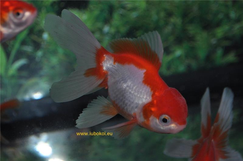 Oranda presso allevamento Jumbokoi Casalgrasso (CN)
