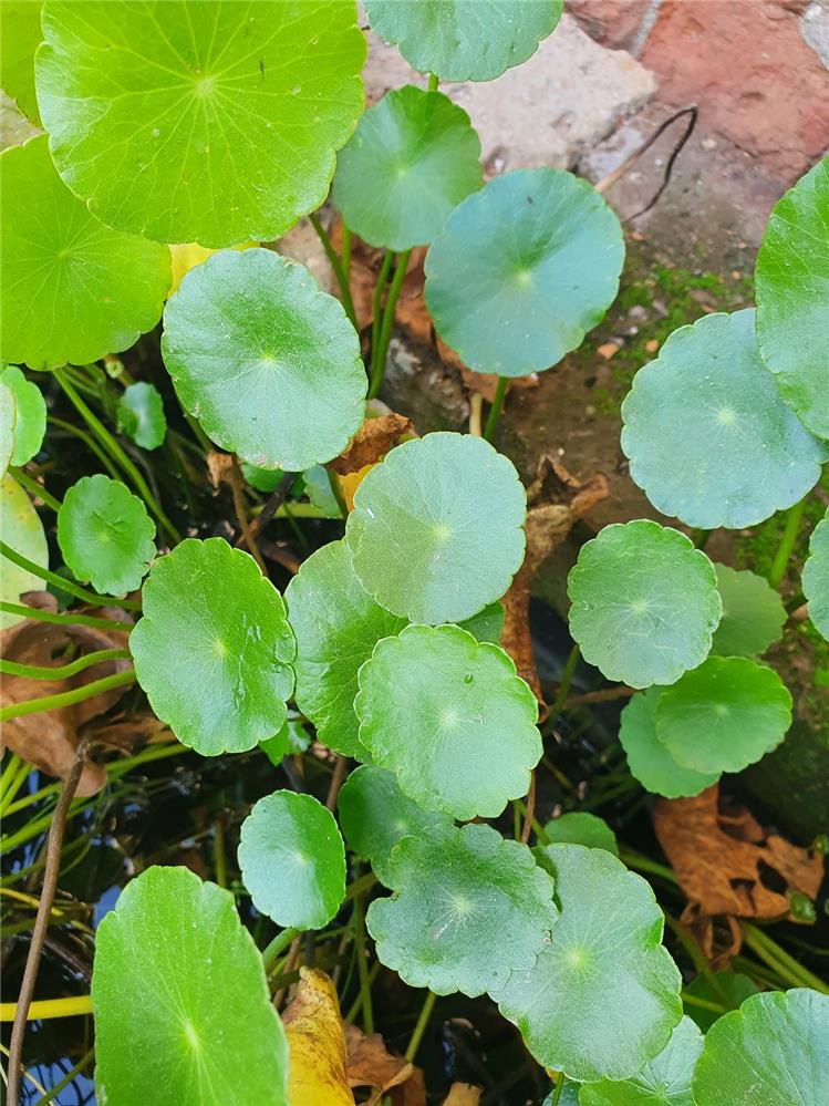 Hydrocotyle Vertcillata allevamento Jumbokoi Casalgrasso CN