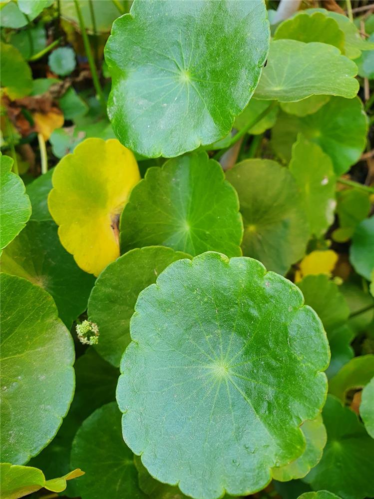 Hydrocotyle Vertcillata allevamento Jumbokoi Casalgrasso CN