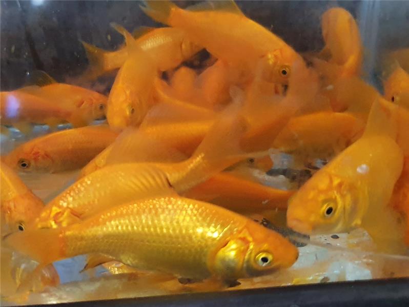 Pesce rosso Canarino allevamento Jumbokoi Casalgrasso CN