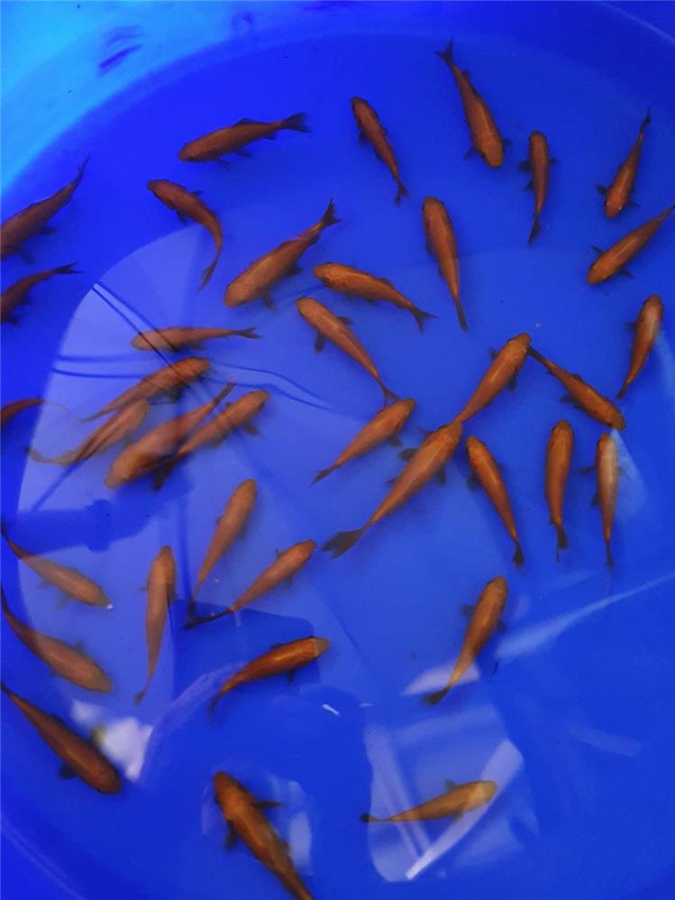 Pesce rosso Canarino allevamento Jumbokoi Casalgrasso CN