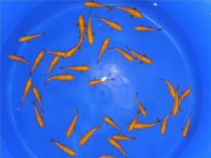 Pesce rosso Canarino allevamento Jumbokoi Casalgrasso CN