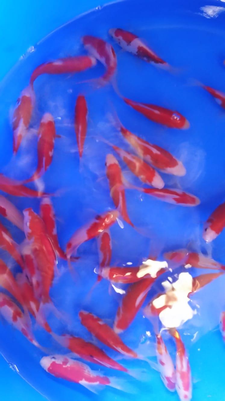 Pesce rosso Sarasa Allevamento Jumbokoi Casalgrasso (CN)