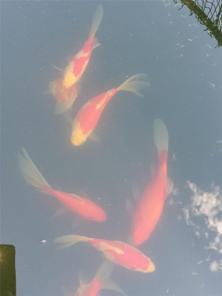 Pesce rosso Sarasa Allevamento Jumbokoi Casalgrasso (CN)