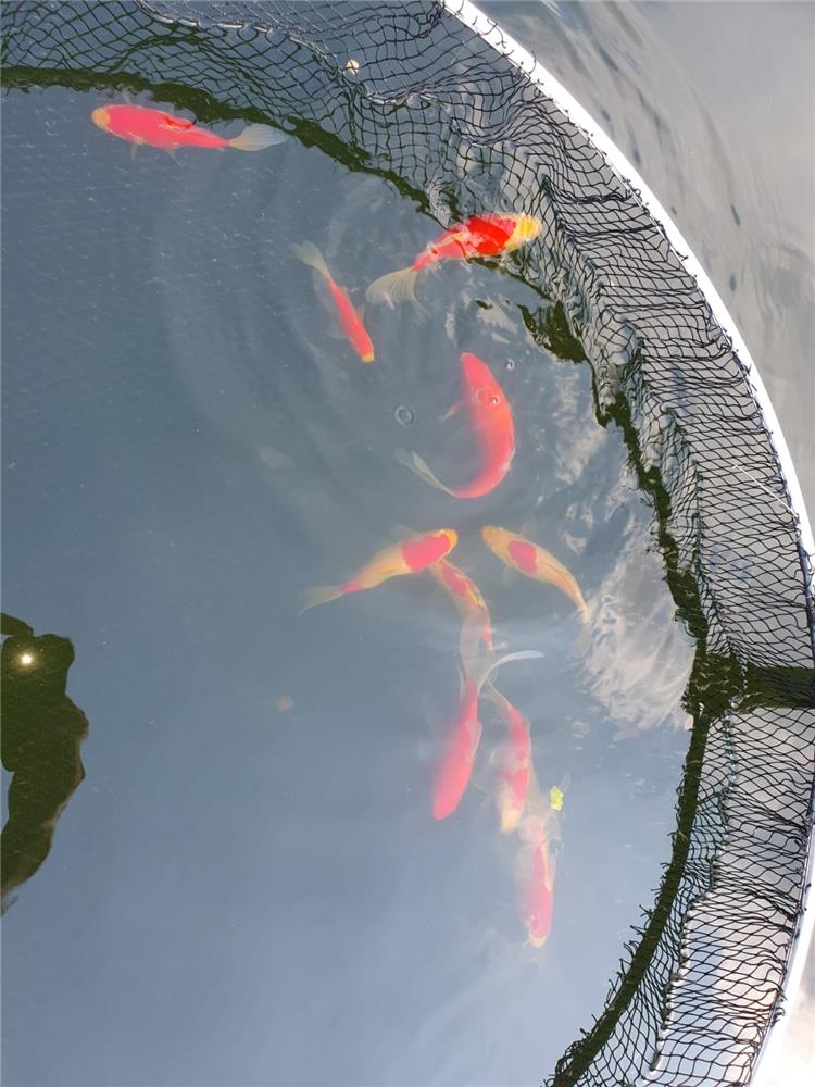 Pesce rosso Sarasa Allevamento Jumbokoi Casalgrasso (CN)