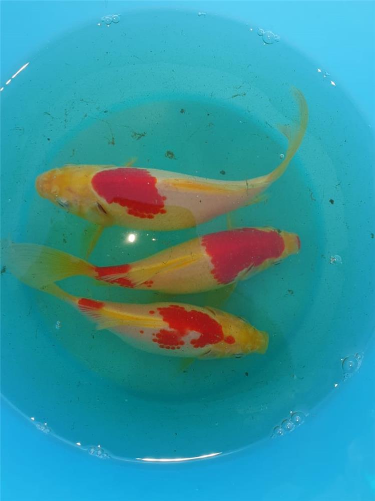 Pesce rosso Sarasa Allevamento Jumbokoi Casalgrasso (CN)