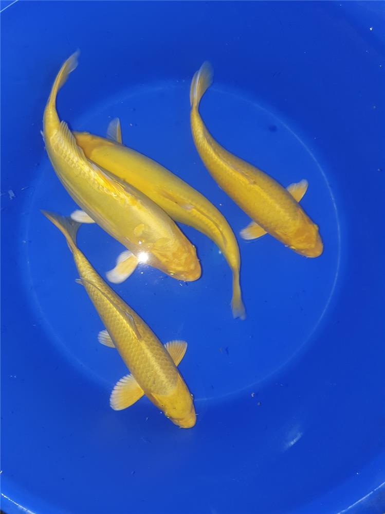 Koi Yamabuki Ogon Kigoi
