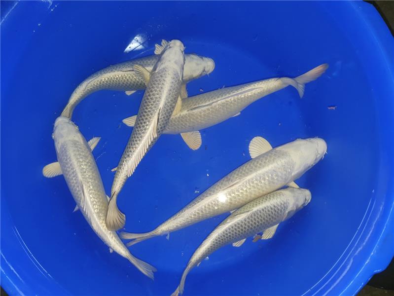 Koi Platinum Ogon,Gin Matsuba