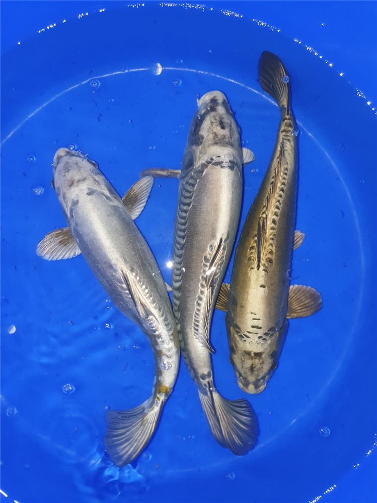 Koi con colori matallici allevamento Jumbokoi
