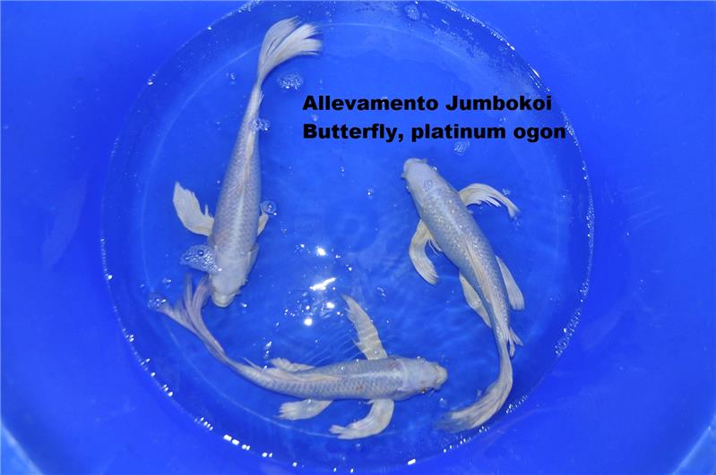 Koi Butterfly Platinum allevamento Jumbokoi