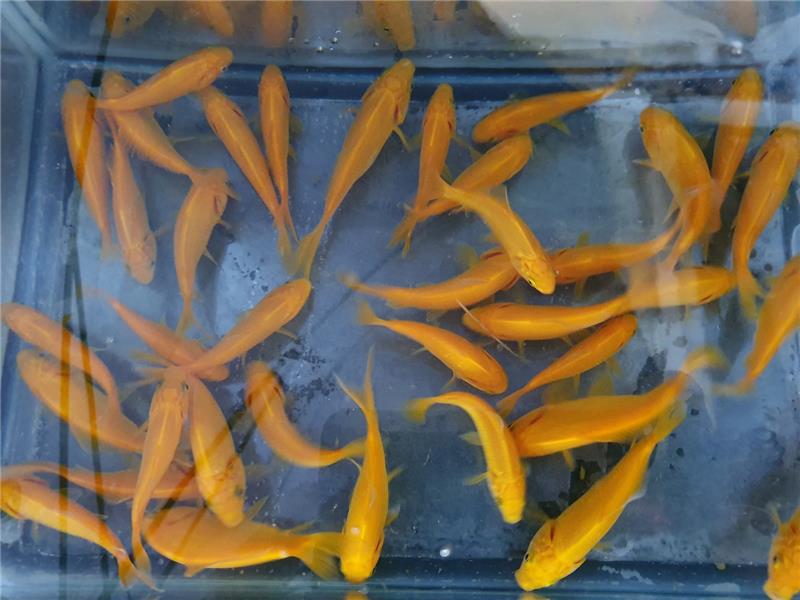 Pesce rosso Canarino allevamento Jumbokoi Casalgrasso CN