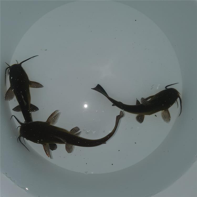 Pesce Gatto nostrano Allevamento Jumbokoi