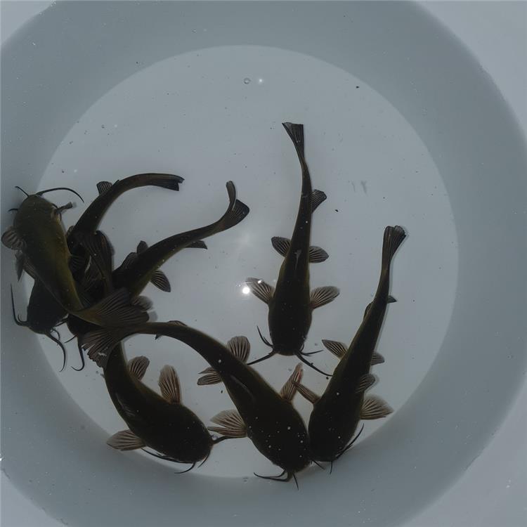 Pesce Gatto nostrano Allevamento Jumbokoi