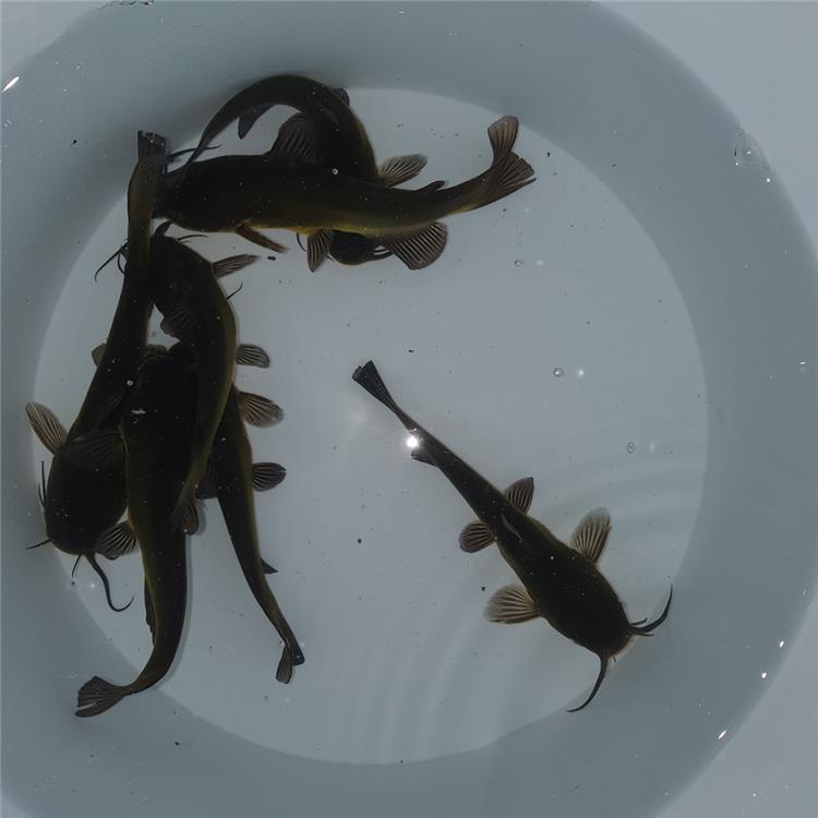 Pesce Gatto nostrano Allevamento Jumbokoi